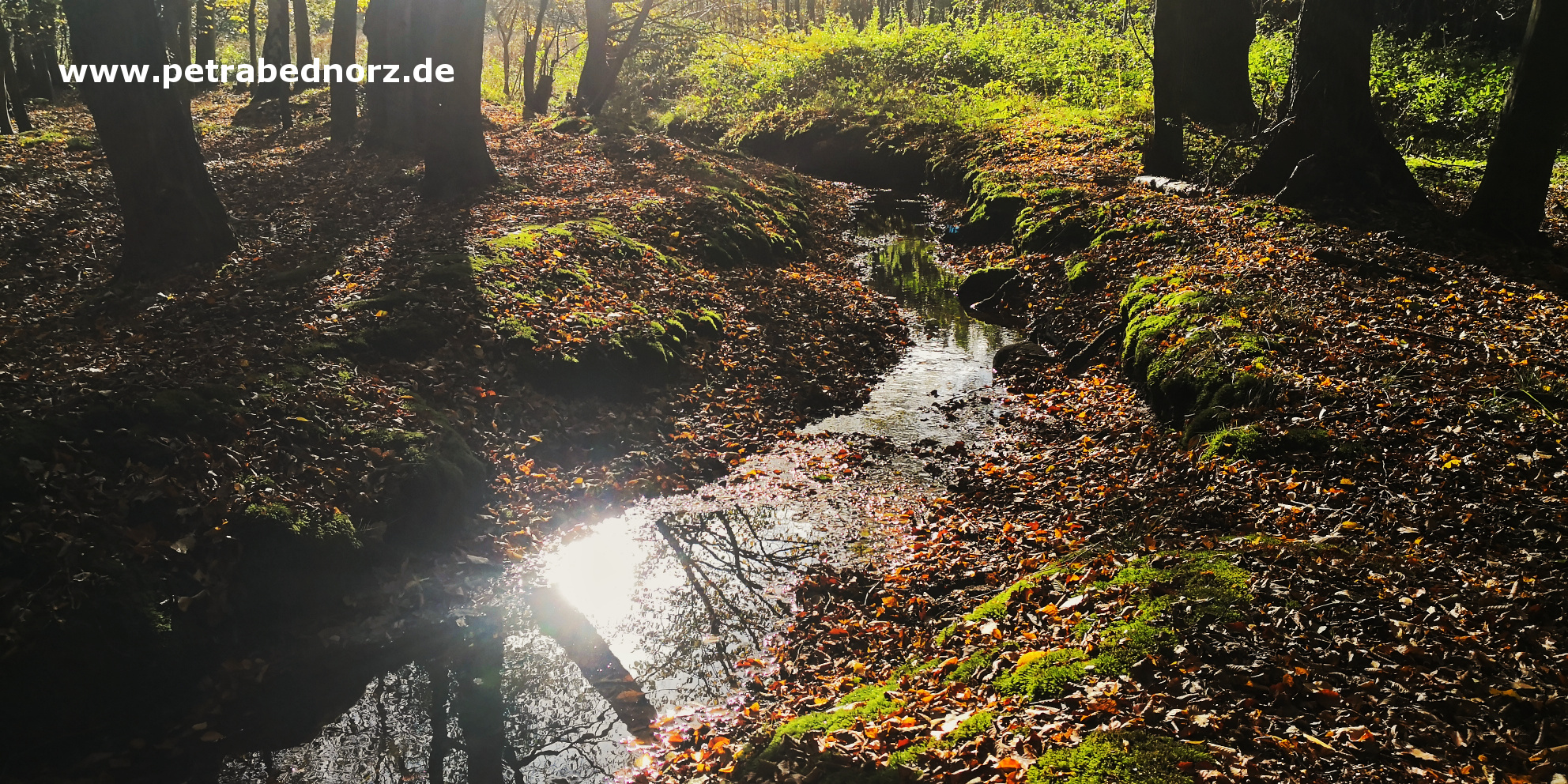 URL. eingebetet in Bild mit kleiner Bach im Wald, Sonne reflekiert ein wenig im Wasser